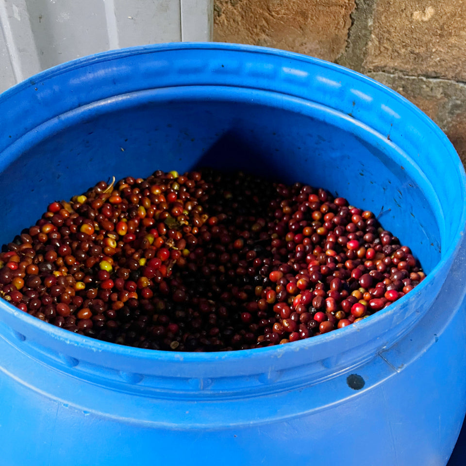 コロンビア　エル・ディビソ　農園の様子