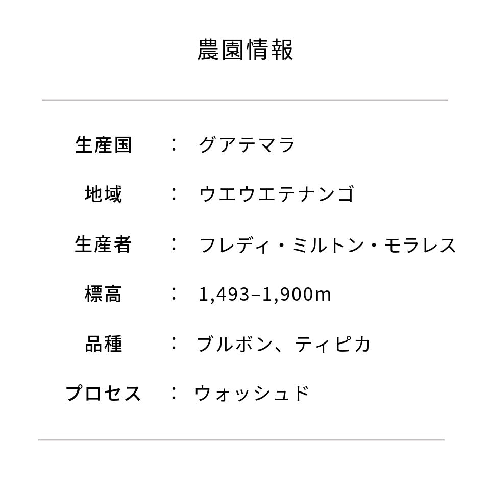 グアテマラ ロスマ農園 ウォッシュド
